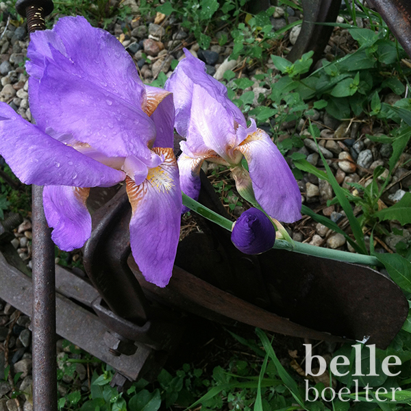 PurpleIris_Equipment